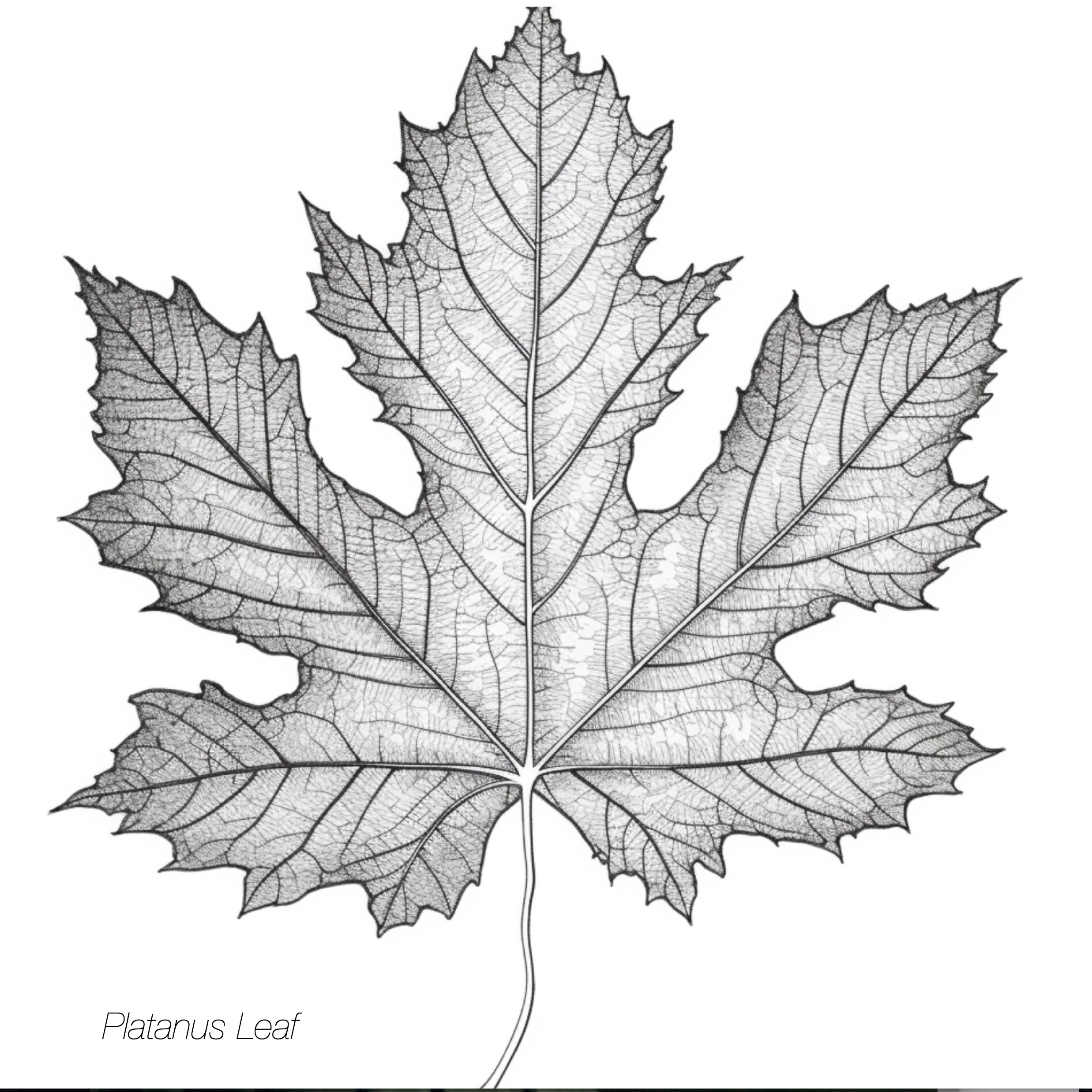 maple leaf